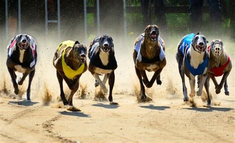 greyhound betting strategies|The Ultimate Guide to Greyhound Betting: Tips and Strategies for .